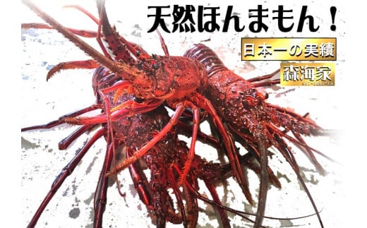 S175-3　伊勢海老天然ほんまもん！＜g数が選べる＞2kg【活き】 1451935 - 高知県東洋町