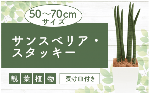 2025年3月上旬～発送【観葉植物】サンスベリア・スタッキー50cm～70cm(Green Base/016-1744) 観葉 植物 インテリア 鉢植え 鉢植 グリーン 自然 ナチュラル 美しい 清涼感 園芸 室内 オフィス リラックス おしゃれ 鹿児島 指宿 いぶすき サンス サンスベリア スタッキー インテリアグリーン 風水 花言葉 ホワイト 受け皿付き 【配送不可地域：北海道・沖縄県・離島】 1414042 - 鹿児島県指宿市