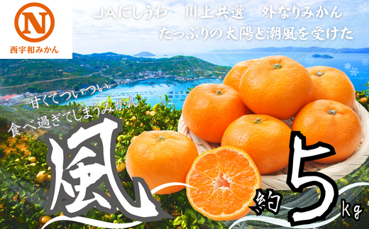 JAにしうわの季節の柑橘(川上共選　風5kg)＜C08-22＞【1443259】 418622 - 愛媛県八幡浜市