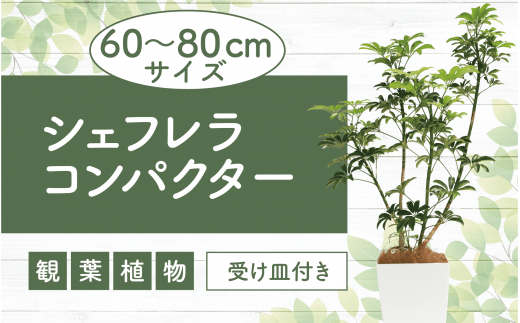 2025年1月中旬～発送【観葉植物】シェフレラ コンパクター60cm～80cm(Green Base/014-1740) 観葉 植物 インテリア 鉢植え グリーン 自然 ナチュラル 清涼感 園芸 室内 オフィス リラックス おしゃれ 鹿児島 指宿 いぶすき シェフレラ コンパクター 初心者 初心者向け 育てやすい インテリアグリーン ホワイト 受け皿付き【配送不可地域：北海道・沖縄県・離島】 1414046 - 鹿児島県指宿市