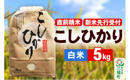 《新米先行受付》【精米】こしひかり 5kg（5kg×1袋）令和6年産 米 秋田県 三種町産