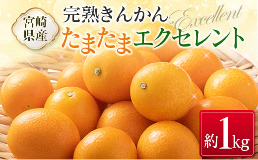 ◇宮崎県産 完熟きんかん「たまたまエクセレント」 糖度18度以上 約1kg 804362 - 宮崎県宮崎県庁