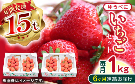 【先行予約】【全6回定期便】熊本県産 ゆうべに いちご セット 250g×4P 国産 農園直送 産地直送 熊本県産 山都町産 いちご イチゴ 苺 ストロベリー フルーツ 果物 【なかはた農園】[YBI048]  1092694 - 熊本県山都町