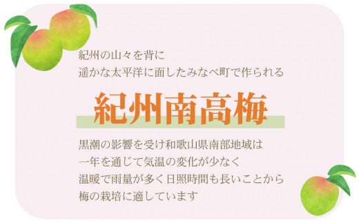 和歌山県印南町のふるさと納税 【訳あり】ご家庭用 紀州南高梅 はちみつ漬つぶれ梅 2kg  わけあり 和歌山県産【梅干 訳ありうめぼし 家庭用 減塩 南高梅 はちみつ 蜂蜜 国産  和歌山県印南町 BC63-NT】