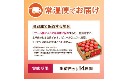 長野県中野市のふるさと納税 JA中野市の産直りんご「サンふじ」ご家庭用 10kg以上(28～36玉入)_ 林檎 リンゴ 訳あり 訳アリ わけあり 10kg 長野県 信州 くだもの 果物 フルーツ 人気 サンフジ 特産品 産地直送 赤秀 中野市 常温 家庭用 規格外 【1481009】