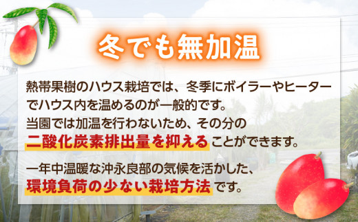 鹿児島県知名町のふるさと納税 【2025年先行予約】竹マンゴーファームの完熟マンゴー1キロ（2～3個入り）　C039-004