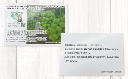 熊本県産 シャインマスカット 約1.7kg以上（2～4房） 果物 くだもの フルーツ ぶどう おやつ 果実 熊本県産 国産 【2025年8月上旬発送開始】  - 熊本県｜ふるさとチョイス - ふるさと納税サイト