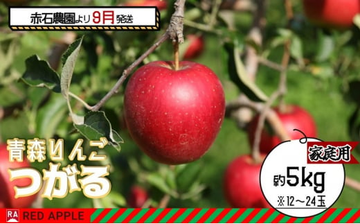 りんご 【 9月 クール便発送 】 家庭用 つがる 約 5kg 【 弘前市産 青森りんご 】REDAPPLE 青森県産 早生りんご 1454064 - 青森県弘前市