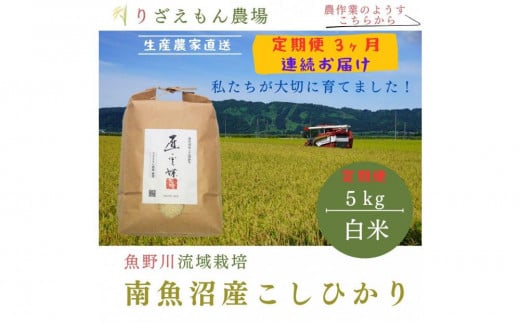 《新米》【定期便3回×5kg《合計15kg》】令和６年産　南魚沼産コシヒカリ　白米5kg　＼生産農家直送／ 514181 - 新潟県南魚沼市