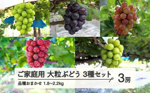 【農業者支援】≪先行予約≫ご家庭用 2024年山形県産 品種おまかせ 大粒ぶどう3種セット（シャインマスカット 雄宝 ナガノパープル バイオレットキング マイハート） 1.8～2.2kg（3房） 2024年9月中旬から順次発送 ぶどう ブドウ 葡萄 マスカット 大粒 種なし皮ごと食べられる 高級 くだもの 果物 フルーツ 産地直送 農家直送 数量限定 ギフト 自宅用 訳あり F21A-441 1138911 - 山形県山辺町