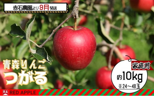 りんご【 9月 クール便発送 】 家庭用 つがる 約 10kg 【 弘前市産 青森りんご 】 REDAPPLE 青森県産 早生りんご 1454065 - 青森県弘前市