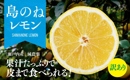 【訳あり】島のねレモン　2.5kg 【K001600】 1180293 - 愛媛県今治市