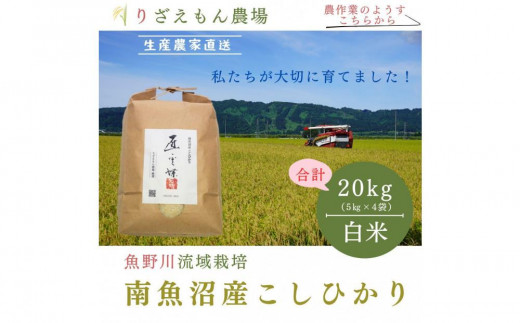 《新米》白米20kg　令和６年産　南魚沼産こしひかり　魚野川流域　匠 雲蝶(たくみ　うんちょう）＼生産農家直送／ 460774 - 新潟県南魚沼市