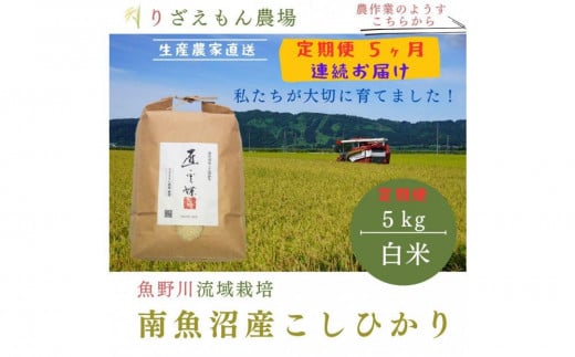 《新米》【定期便5回×5kg《合計25kg》】令和６年産　南魚沼産コシヒカリ　白米5kg＼生産農家直送／ 514185 - 新潟県南魚沼市