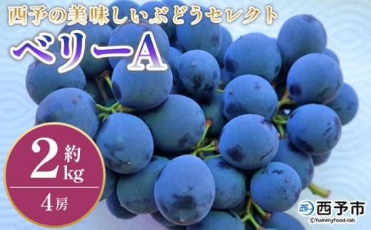 ＜西予の美味しいぶどう セレクトセット／ベリーA 約2kg＞ 果物 くだもの フルーツ ぶどう 葡萄 ブドウ セット 野菜ソムリエ 食べて応援 特産品 産地直送 西予ぶどう倶楽部 愛媛県 西予市【冷蔵】 1453357 - 愛媛県西予市