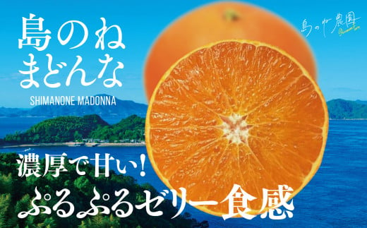 島のね農園 まどんな(4kg) 【K001620】 1456124 - 愛媛県今治市