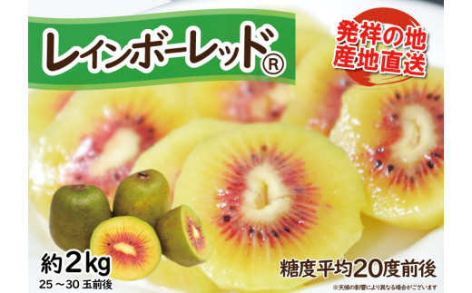 【先行受付】 キウイフルーツ（レインボーレッド®）2kg 極旨 小玉 高糖度 詰め合わせ 25～30玉前後 冷蔵 期間限定 (a1525) 1089900 - 静岡県富士市