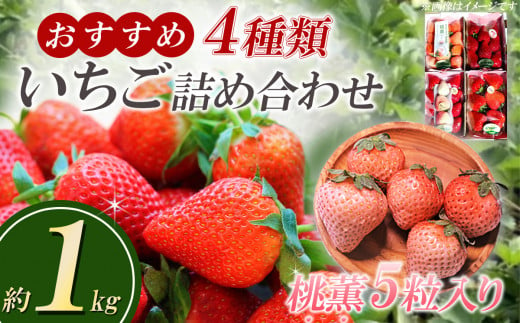 【先行予約】桃薫5 粒入り　おすすめ４種いちごの詰め合わせ1kg【 茨城県 つくば市 先行予約 イチゴ 苺 いちご 茨城県 つくば市 大粒 人気 1キロ 果物 フルーツ デザート ギフト 詰め合わせ 贈り物 新鮮 高級 希少 甘い 食べ比べ 】 1491792 - 茨城県つくば市