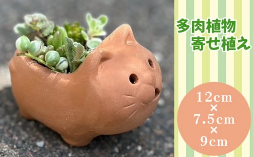 No.273 埴輪寄せ植え ／ 多肉植物 テラコッタ 埴輪イメージ 園芸 ガーデニング 大阪府 1454163 - 大阪府藤井寺市