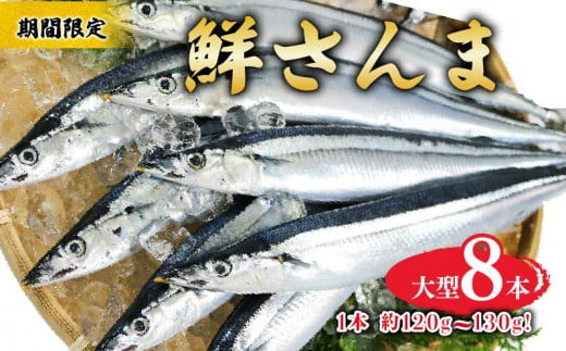 【期間限定】鮮さんま 大型 8本（1本約120g～130g)  冷蔵  1052217 - 岩手県大船渡市