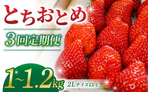 【３回定期便】東御市産いちご「とちおとめ」（１〜１.２kg） 1453384 - 長野県東御市