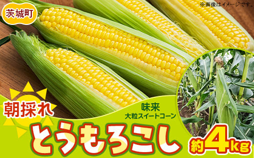 494 とうもろこし 味来 10本入り 約4kg スイートコーン 黄色 先行予約 2024年10月中旬～11月上旬ころ発送予定 1437936 - 茨城県茨城町