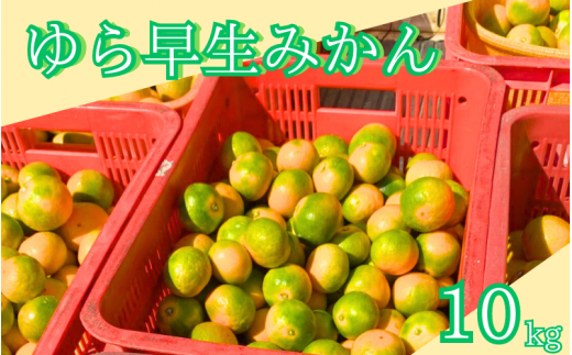 【期間限定・2024年10月末まで】ゆら早生みかん10kg  / 和歌山県 温州みかん ミカン フルーツ 果物 柑橘 田辺市【ike013】 1452040 - 和歌山県田辺市