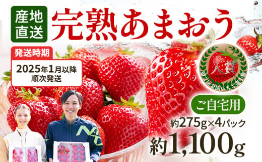 あまおう 約1,100g（約275g×4パック）（先行受付／2025年1月以降順次発送予定）いちご 大粒 不揃い 苺 イチゴ 福岡高級 フルーツ 土産 福岡県