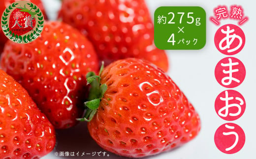 3Z4 暖家のいちご 完熟あまおう 3月以降発送 (約275ｇ×4パック） 1190065 - 福岡県東峰村