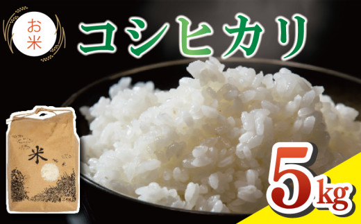 米 コシヒカリ 5kg 令和6年度 米 こめ ご飯 ごはん おにぎり 白米 精米 卵かけご飯 食品 備蓄 備蓄米 保存 防災 ギフト 贈答 プレゼント お取り寄せ グルメ 送料無料 徳島県 阿波市 有限会社福井園芸 1455135 - 徳島県阿波市