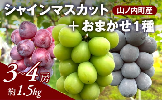 ぶどう シャインマスカット + おまかせ1種 約1.5kg（3～4房）山ノ内町産 ブドウ 葡萄 マスカット 1454532 - 長野県山ノ内町