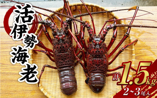 活 伊勢海老 (イセエビ) 大型 2～3尾入り 1.5kg 伊勢エビ エビ 海老 新鮮 【2024年9月下旬発送開始予定】 1454993 - 長崎県長崎市