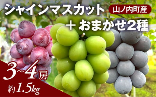 ぶどう シャインマスカット + おまかせ2種 約1.5kg（3～4房）山ノ内町産 ブドウ 葡萄 マスカット 1454533 - 長野県山ノ内町