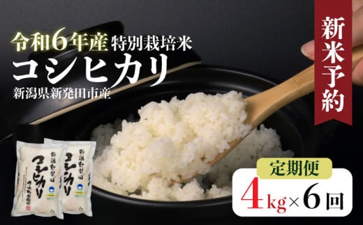 【定期便】令和6年産 新潟県産 特別栽培米コシヒカリ 2㎏×2袋×6か月 米 お米 ごはん 白米 コシヒカリ 佐々木耕起組合 2kg 6ヵ月 プレゼント ギフト 贈答 定期便 特別栽培米 新潟県 新潟産 新発田産 867154 - 新潟県新発田市