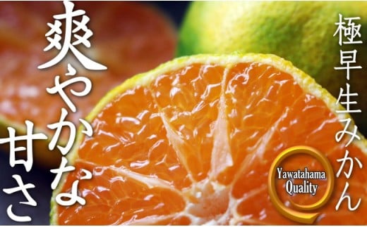 露地の初物「極早生みかん」 約5kg＜C28-26＞【1125792】 394958 - 愛媛県八幡浜市