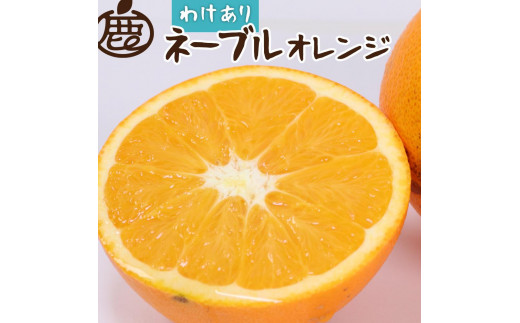 ＜2月より発送＞家庭用 ネーブルオレンジ3kg+90g（傷み補償分）【訳あり・わけあり】【光センサー選別】【IKE41】 1454520 - 和歌山県印南町