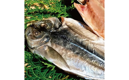 一夜干しざんまいセット / 干物 ひもの 魚介 海鮮 海産物 真空パック おかず おつまみ 長崎県 長崎市