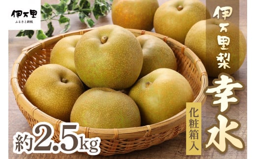 【2025年産先行予約】伊万里梨「幸水」化粧箱入 約2.5kg B159 287863 - 佐賀県伊万里市