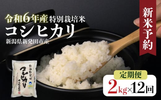 [定期便]令和6年産 新潟県産 特別栽培米コシヒカリ 2kg×12か月 定期便 米 白米 ご飯 料理 おにぎり 弁当 新潟県 新潟産 新発田産 コシヒカリ 佐々木耕起組合 2kg 12ヵ月 定期便 特別栽培米 新潟県 新発田市