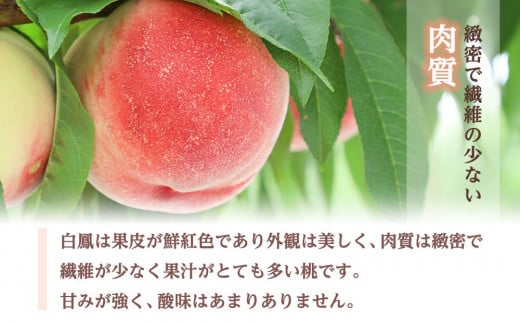 和歌山県高野町のふるさと納税 和歌山県産 白鳳 桃 5～8玉入り 秀品 先行予約【2025年6月下旬以降発送】【MG6】