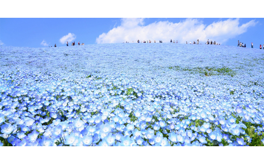 茨城県ひたちなか市のふるさと納税 干し芋2kg(1kg×2袋)あまみ熟成製法による干しいもをお届け!【1435916】