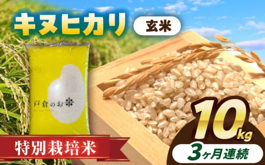 【3回定期便】特別栽培米　キヌヒカリ　玄米　10kg　お米　ご飯　愛西市／株式会社戸倉トラクター [AECS052] 1456571 - 愛知県愛西市