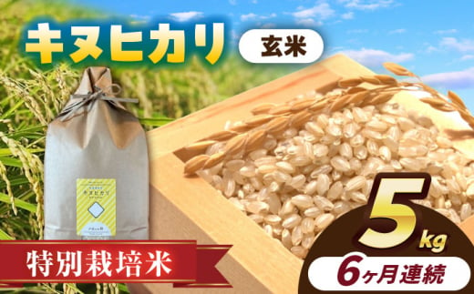 【6回定期便】特別栽培米　キヌヒカリ　玄米　5kg　お米　ご飯　愛西市／株式会社戸倉トラクター [AECS050] 1456569 - 愛知県愛西市