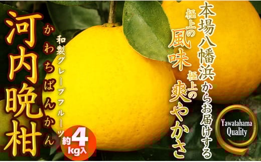 口いっぱいに広がる爽やかさ!「河内晩柑」約4kg(Mサイズ以上)＜C28-11＞【1076999】 394000 - 愛媛県八幡浜市