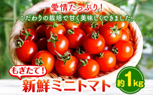 ミニトマト 約1kg 出原農園 《1月上旬-4月中旬頃出荷》 岡山県 矢掛町 野菜 ミニトマト もぎたて 新鮮