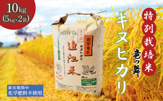 新米 【令和6年9月中旬より順次発送】 きぬひかり 白米 10kg （ 5kg × 2袋） 2024年産 竜の舞 化学肥料不使用 特別栽培米 国産 安心 安全 近江米 米 お米 白米 お弁当 玄米 産地直送 滋賀県 竜王町 送料無料 1466225 - 滋賀県竜王町