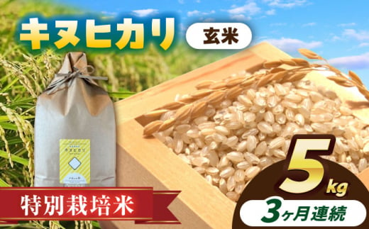 【3回定期便】特別栽培米　キヌヒカリ　玄米　5kg　お米　ご飯　愛西市／株式会社戸倉トラクター [AECS049] 1456568 - 愛知県愛西市