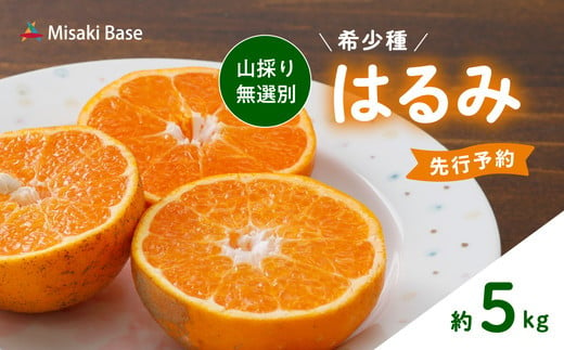 【先行受付】【数量限定】【山採り無選別】はるみ 5kg | みかん 柑橘 ミカン 蜜柑 mikan 果物 フルーツ 糖度 甘い 愛媛県 伊方町 Misaki Base ※2025年2月上旬～2月下旬頃に順次発送予定 ※離島への配送不可 1213092 - 愛媛県伊方町