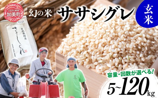 [ 新米 先行受付 ][ 希少品種米 ] 米 令和6年 宮城県産 ササシグレ (栽培期間中農薬・肥料不使用) 玄米 5kg 10kg 単品 3ヶ月 6ヶ月 12ヶ月 定期便 も 選べる [11月上旬以降の発送] [ 宮城県 加美町 ] 米 お米 こめ コメ 精米 白米 玄米 ささしぐれ