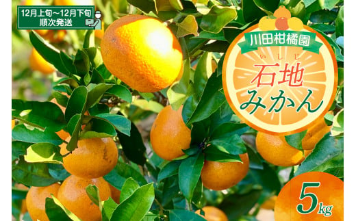 [先行受付]川田柑橘園 呉市大長産 「いしじみかん」5kg 石地みかん 中生みかん みかん ミカン 蜜柑 柑橘 果物 フルーツ 濃厚 甘い コク 産地直送 国産 先行予約 常温配送 送料無料 広島県 呉市